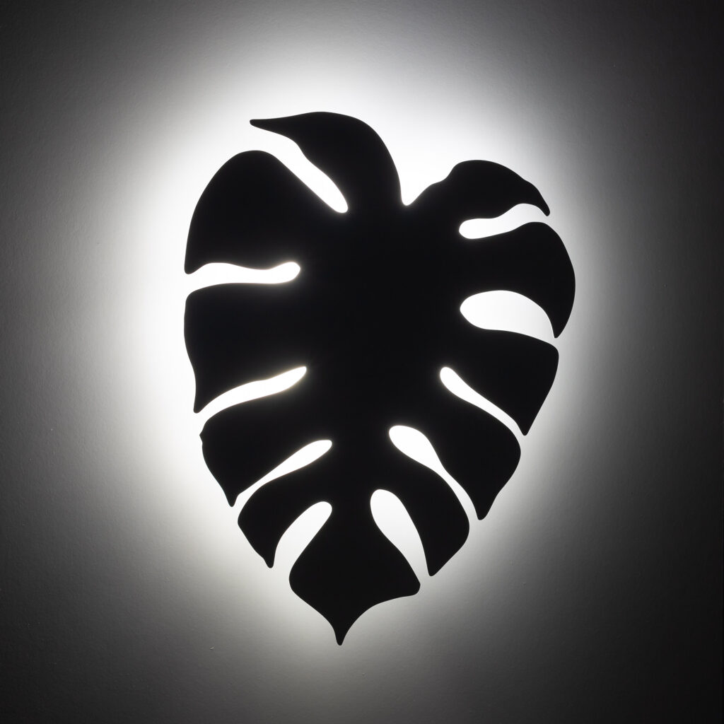 MONSTERA XL WHITE KINKIET 4XG9